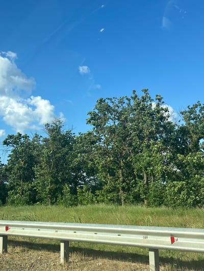 A road barrier with red reflectors runs along the bottom of the image, separating a gravelly shoulder from a lush, green field of tall grass. Beyond the field, a dense line of mature oak trees with full, verdant canopies stretches across the frame. The sky above is a vibrant, clear blue, dotted with a few wispy white clouds. The scene depicts a rural roadside environment in Vyshesteblievskaya, Russia, under a bright, sunny sky. There are no people or animals visible in the image.