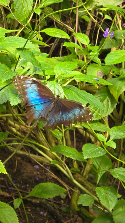 A blue morpho butterfly rests on green foliage. The butterfly's wings are open, revealing iridescent blue on the inner surfaces and brown on the outer surfaces. The edges of the wings appear tattered. Small purple flowers are visible among the leaves in the background. The scene is set in the Tropenbos exhibit at Burgers' Zoo in Arnhem, Netherlands. The lighting is diffused, suggesting an indoor or shaded environment.