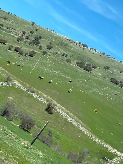 The scene, located in Bernuy-Salinero, Spain, depicts a bright, sunny, rural hillside. A steep, predominantly green grassy slope dominates the frame, dotted with numerous small, scattered trees exhibiting brown foliage. Approximately 15-20 cattle of varying brown, black, and white coloration are dispersed across the mid-ground, primarily standing and grazing. Two irregular, parallel dry-stone walls traverse horizontally through the lower-mid portion of the hill, dividing the terrain. A thick, dark wooden post is angled in the immediate foreground, while a slender, light-colored pole stands further up the slope. The sky above is a clear, bright blue with minimal high cloud cover.