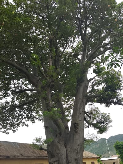 A large, thick-trunked tree with a wide canopy of green leaves dominates the center of the image. The tree has multiple thick branches that spread outwards, some of which are partially obscured by leaves. Green, pod-like fruits hang from some of the branches. In the background, a section of a building with a corrugated metal roof is visible on the left. Further in the background, a hill covered in vegetation can be seen. The sky is overcast.
