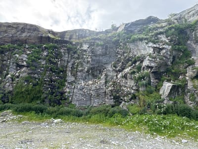 The image shows a rocky cliff face teeming with numerous seabirds, primarily white and gray, perched on ledges and nesting sites. The cliff is heavily vegetated with green mosses, grasses, and small flowering plants. The foreground consists of a gravelly, rocky ground with patches of grass and some scattered debris, including a yellow and green bag. In the distance, a fence runs along the top of the cliff. This scene is characteristic of the Lovund bird mountain (Lovundfjellet) in Lovund, Norway, a well-known breeding ground for puffins and other seabirds. The overcast sky suggests a cool, perhaps damp, weather condition.