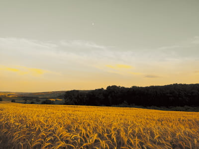 This is a landscape photograph of a wheat field under a pale, overcast sky. The sun is low in the sky, casting a warm, golden hue over the field, suggesting it is either early morning or late afternoon. A small, pale crescent moon is visible in the upper portion of the sky. The field of ripe wheat dominates the foreground, with individual stalks catching the light and creating a textured, rippling effect. In the middle ground, a dark line of trees forms a stark contrast against the lighter sky and fields. Beyond the trees, rolling hills stretch into the distance, dotted with patches of green and yellow, possibly other fields or vegetation. The overall mood is serene and peaceful, evoking a sense of rural tranquility. There is no visible text in the image. The location context is Capaclia, Moldova.