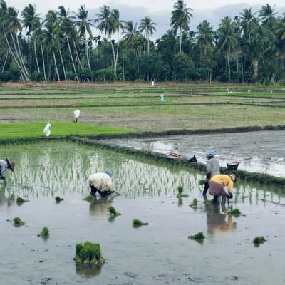 The image depicts a vibrant agricultural scene in Glee Gogo, Indonesia, focusing on the manual labor involved in traditional rice cultivation.
In the foreground, several individuals are actively planting young rice seedlings in flooded paddy fields. At least four workers are seen bent over, submerged in the water and mud, carefully placing the green shoots into the soil. One worker wears a traditional conical straw hat, while others have their heads covered. Bundles of bright green rice seedlings are scattered on the water's surface, ready for planting. The reflections of the newly planted rice shoots are visible in the still water.
The mid-ground features multiple terraced sections of rice paddies, some with young rice already growing, others prepared for planting. Two distant figures in white, possibly scarecrows or workers, stand within the fields. Numerous white egrets are scattered across the paddies, likely foraging for food.
The background is characterized by a dense, lush forest of tall palm trees, predominantly coconut palms, and other tropical vegetation under an overcast, cloudy sky. The overall atmosphere is one of diligent agricultural activity amidst a serene natural landscape. No text is visible in the image.