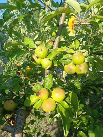 The image captures a close-up view of an apple tree laden with young, unripe green apples. The apples, varying in size, are clustered on branches amidst lush green leaves. Some apples show small brown spots, possibly indicating early stages of rot or insect damage. A single yellowing leaf, tinged with brown, hangs from a branch, suggesting the approaching end of summer or early autumn.

The scene is set outdoors, bathed in bright sunlight, indicating a clear and sunny day. The lighting casts distinct shadows, highlighting the texture of the apple skins and the leaves. The background is softly blurred, showing more foliage and hints of a fence and possibly a distant building, suggesting a rural or garden setting. The focus is squarely on the apples and the branches, emphasizing the natural bounty of the tree. There is no visible text in the image. The overall impression is one of a natural, sun-drenched environment in Volodymyrivske, Ukraine, capturing a moment in the life cycle of apple cultivation.