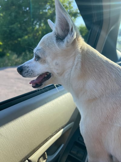 A light-colored dog with its head and front paws sticking out of a car window is the subject of this image. The dog appears to be a small breed, possibly a chihuahua mix, with short fur. Its mouth is open, as if yawning or panting, revealing its pink tongue and a hint of teeth. The dog's eyes are partially closed, giving it a relaxed or sleepy appearance.

The scene is set inside a car, indicated by the car's interior visible in the foreground. The dashboard and door panel are made of light-colored plastic, with a textured finish. Sunlight streams in from the window, casting a warm glow on the dog and the interior.

Outside the car window, lush green trees and foliage are visible, suggesting a rural or suburban setting. The sunlight filtering through the leaves creates a soft, bokeh effect in the background. The time of day appears to be daytime, likely morning or afternoon, given the bright sunlight.

The overall mood of the image is peaceful and cheerful, capturing a moment of a dog enjoying a car ride. There is no visible text in the image. The context provided indicates the location as Kulishi, Ukraine.