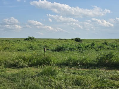 The image shows a grassy field with a blue sky and white clouds in Daskal-Atanasovo, Bulgaria. The field has varying heights of green vegetation. In the mid-ground, a wooden fence post is visible, with a wire running horizontally across the field. There are some bushes and dense patches of vegetation in the mid-ground. The horizon is a flat, green line, suggesting a continuation of the field. The sky above is blue with scattered, puffy white clouds.