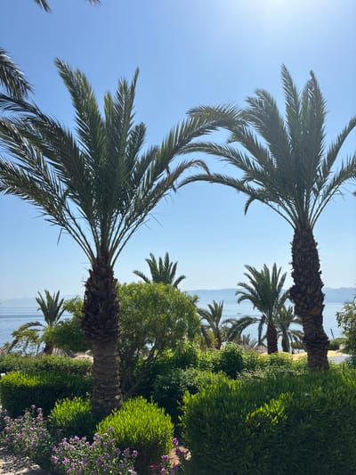 The image depicts a sunny outdoor scene with lush greenery and palm trees in the foreground, overlooking a body of water and distant hills under a clear blue sky. Two prominent palm trees stand tall, their fronds reaching towards the sky. In front of the palm trees, well-manicured bushes and flowering plants with small purple blooms create a vibrant garden landscape. Beyond the garden, the calm water of the sea is visible, with a few distant boats and landforms on the horizon. The overall impression is one of a tropical or coastal resort, possibly in the city of Al Yamānīyah, Jordan, given the presence of palm trees and the view of the sea. There are no people visible in the image.