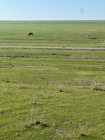 The image presents an expansive, verdant grassland located in Qoraobdol QFY, Uzbekistan, under a clear, light-blue sky. The foreground consists of vibrant green grass, punctuated by scattered patches of dry, light-brown vegetation and faint ground undulations. A dark, horizontal linear feature, consistent with a road or dirt track, traverses the midground. Beyond this track, a dark-colored equine animal, possibly a horse or donkey, is visible in the left-center, with its head lowered, engaged in grazing. Further to the right, a lighter-colored equine animal is also observed with its head down, grazing. Multiple small, dark-feathered birds are dispersed across the grassland, some near the grazing animals and the track. The horizon line is flat and distant, separating the extensive field from the sky. No human subjects or artificial structures, other than the presumed track, are present. The scene is illuminated by clear, natural daylight.