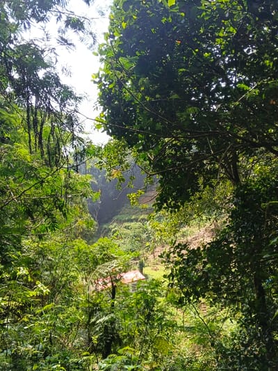 The image captures a panoramic view of a densely vegetated valley in Desa Mburukulu, Indonesia. The scene is framed by a thick canopy of various green trees and foliage in the immediate foreground, with sunlight illuminating sections of the leaves. Looking downwards into the valley, a single, isolated structure is visible in the mid-ground, featuring a distinctive reddish-orange gabled roof and light-colored walls, partially obscured by surrounding greenery. The hillsides beyond the structure appear steep and are extensively covered in lush green vegetation, showing some signs of terracing or cultivation. The upper portion of the image reveals a bright, possibly overcast sky, indicating daytime. No individuals or specific activities are observed.