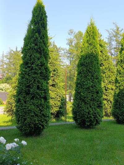 This is a vertical, eye-level shot of a well-maintained garden on a sunny day. The scene is dominated by several tall, conical evergreen trees, likely arborvitae, with lush green foliage. The trees are arranged in a line, with the two closest ones in sharp focus, while others recede into the background, creating a sense of depth. A neatly trimmed lawn fills the foreground, with a pathway or border running horizontally behind the trees. To the left, a cluster of white roses in bloom adds a touch of softness to the scene. In the far background, hints of a fence and buildings can be seen, suggesting a residential area. The clear blue sky indicates fair weather and likely daytime. The overall mood is peaceful and serene, highlighting the beauty of nature and careful landscaping. There is no visible text in the image.
