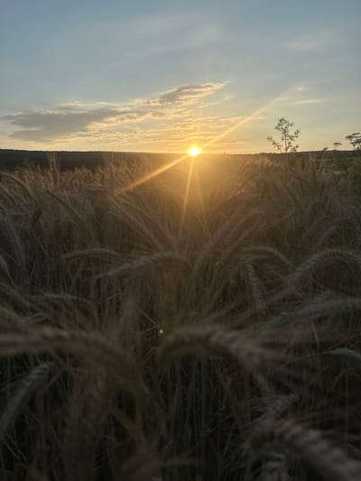 This is a vertical, outdoor photograph of a sunset over a field of wheat. The sun is low on the horizon, casting a warm, golden glow across the sky and the wheat stalks. The sky is a pale blue, with wispy, white clouds tinged with yellow and orange from the setting sun. The wheat is dense and tall, with individual stalks and ears of grain clearly visible, appearing dry and ready for harvest. A few thin trees or branches are silhouetted against the bright sky in the upper left portion of the image. The overall mood of the photograph is serene and peaceful, evoking a sense of the end of a warm day. The location is identified as Capaclia, Moldova.