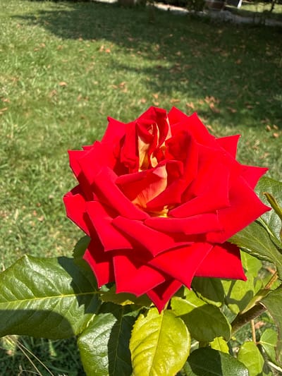 A close-up, eye-level shot captures a vibrant red rose in full bloom against a soft-focus background of lush green grass, dappled with sunlight and shadows. The rose, with its velvety petals transitioning to yellow and orange hues at its core, is the clear focal point. Leaves, a rich green, frame the bottom of the flower. The scene is set in a garden in Mirikənd, Azerbaijan, suggesting a tranquil, outdoor setting bathed in the warm light of day. There are no people or animals present, emphasizing the natural beauty of the rose and its surroundings. The image is sharp and clear, showcasing the intricate details of the rose's petals and the texture of its leaves.