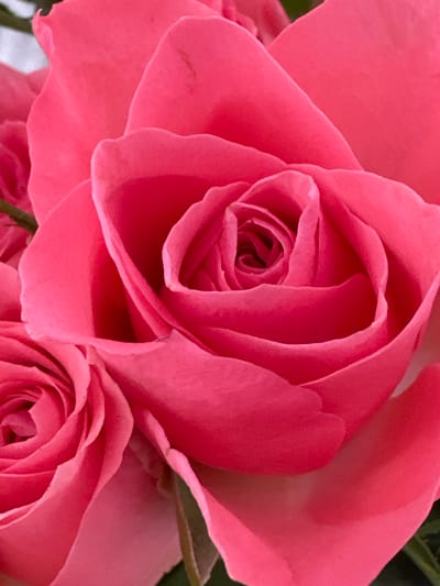 The media file is a close-up, macro photograph of a vibrant pink rose. The focus is entirely on the flower, with multiple layers of petals unfurling and creating a sense of depth and texture. The lighting appears soft and natural, highlighting the delicate curves and velvety appearance of the petals. The image captures the intricate spiral pattern at the center of the rose, a hallmark of its bloom. The background is largely blurred, with hints of green foliage visible in the upper right corner, suggesting the rose is part of a larger plant or bouquet. There is also a suggestion of another rose bloom at the bottom right, partially visible and slightly out of focus. The overall impression is one of natural beauty and the detailed elegance of a single rose. There is no visible text, people, or any indication of time of day, weather, or a specific location beyond the general subject of a flower. The image evokes a feeling of admiration for the rose's delicate structure and rich color.