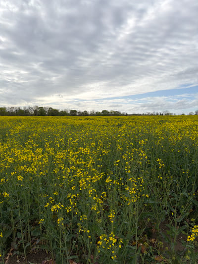 The image captures a field of flowering rapeseed plants in Auvers-sur-Oise, France. The dense yellow blooms of the rapeseed stretch to the horizon, contrasting with the green foliage. A line of trees separates the field from the sky. The sky is partially covered with white and grey clouds. The image is taken from a ground-level perspective.