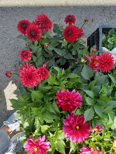 In Aramil, Russia, a close-up, high-angle shot captures a vibrant display of potted dahlias. The flowers, in shades of deep red and fuchsia, are densely packed, their layered petals creating a lush texture. Green foliage surrounds the blooms, with some leaves casting shadows on the grey, paved ground. To the right, a black plastic crate holds more greenery, possibly other plants. In the lower left, a person's legs are visible, wearing light blue denim jeans and grey sneakers with silver accents. The scene appears to be outdoors, possibly at a market or garden center, given the proximity of the potted plants and the crates.