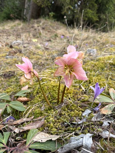 The image shows a close-up of pink hellebore flowers growing in a natural setting. The flowers are in varying stages of bloom, with some showing signs of wilting. A single purple crocus flower is also visible among the vegetation. The ground is covered in green moss, dead leaves, and twigs. The background suggests a wooded area. The location is in the vicinity of Podvolovljek, Slovenia.