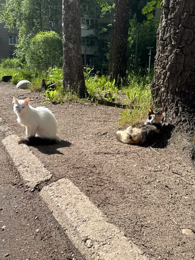 Two cats are present in the image, which appears to be an outdoor scene in a residential area.
On the left, a white cat with a dark tail sits facing the camera. Its eyes are partially closed, and it is looking towards the viewer.
On the right, a calico cat is lying on its side, stretched out near the base of a large tree. Its eyes are open and it appears to be resting in the shade.
The ground is covered in dirt and small pebbles, with some dry twigs scattered about. A concrete curb runs along the bottom left of the frame. In the background, there are trees, dense green foliage, and a multi-story building with windows. The lighting suggests it is a sunny day, with distinct shadows cast by the cats and the trees. The overall environment suggests a somewhat unkempt urban or suburban setting.