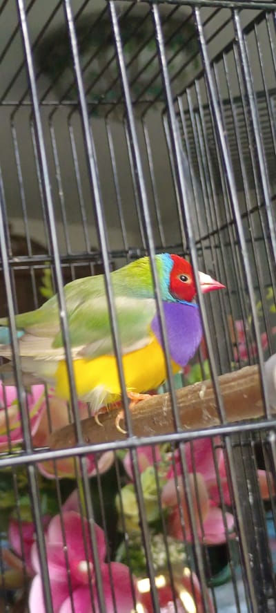 A Gouldian finch with a red head, blue neck, green back, and yellow breast is perched on a wooden branch inside a cage. The cage bars are prominent in the foreground, obscuring parts of the bird and the background. The background contains out-of-focus pink flowers and some green foliage. The image is taken indoors, and the lighting is somewhat dim, creating a shallow depth of field. No specific location in Baghdad, Uzbekistan can be identified from the image.