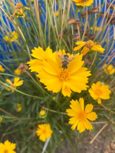 In Otrado-Olginskoye, Russia, a close-up, slightly blurry photograph captures a bee perched on a bright yellow Coreopsis flower. The bee, with its striped body and wings, is centrally located on the flower's petals. The background features out-of-focus green grass and a vibrant blue surface, likely a wall or a structure, creating a shallow depth of field. Several other yellow Coreopsis flowers, some in bloom and others withered, are visible throughout the frame, along with slender green stems. The lighting suggests an outdoor environment, possibly a garden or park, during daytime.