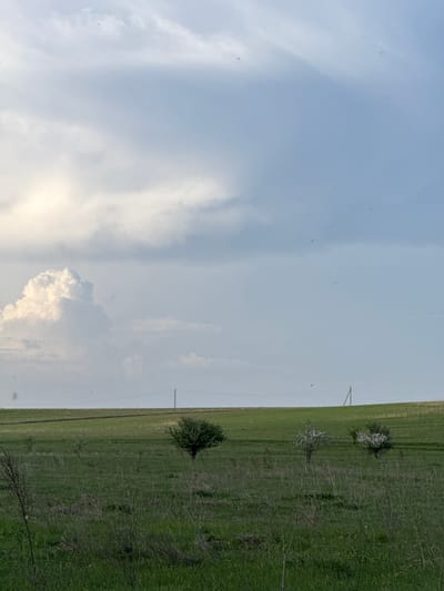 The image depicts a rural landscape in Ленино, Russia, showing a vast field of green grass that takes up about half of the image on the right. Patches of small trees and shrubs, some with white blossoms, are scattered across the field. Two utility poles are visible, extending from the ground into the sky. The sky, which occupies the other half of the image on the left, is predominantly blue with streaks of white clouds. A particularly large, fluffy cloud is present near the bottom center of the image.