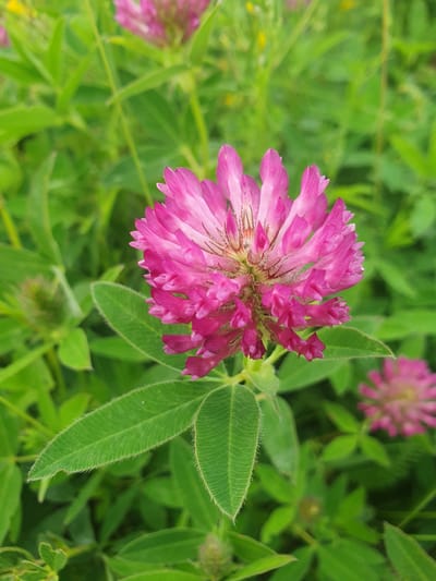 A close-up, top-down, eye-level view of a vibrant pink clover flower is centered in the frame. The flower's petals are detailed, with a lighter pink hue towards the center, and they are slightly fuzzy. The flower is surrounded by lush green clover leaves, some of which are in focus and display fine hairs along their edges. In the background, other unfocused pink clover flowers and green foliage are visible, suggesting a field or meadow. The image is taken in Mukhametovo, Russia.