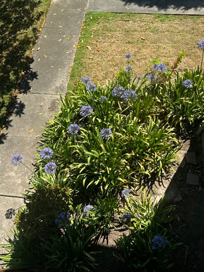 In San Mateo, United States of America, a sidewalk made of concrete runs diagonally from the top left to the bottom right of the frame. The sidewalk is bordered on the left by a patch of grass with dappled sunlight and fallen leaves. On the right side of the sidewalk is a garden bed with lush green foliage and blooming Agapanthus flowers with spherical clusters of blue-purple petals. The garden bed transitions into a patch of dry, brown grass, likely indicating a drought or seasonal change. The sunlight casts distinct shadows across the scene, highlighting the textures of the leaves and flowers, and the rough surface of the concrete.