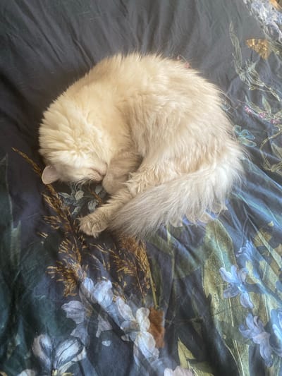 A fluffy, cream-colored cat is curled up and sleeping on a dark blue comforter with a floral and botanical print. The cat's head is tucked into its body, and its tail is wrapped around it. The comforter features a mix of dark green foliage, delicate white and light blue flowers, and some dried grass or reeds in shades of brown and gold. The scene appears to be indoors, likely on a bed, in a private residence. There is no identifiable location in Hildesheim, Germany visible in this image.