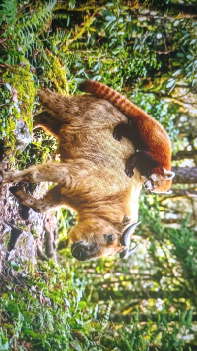 The image shows a red panda perched on the back of a takin in a forest setting. The red panda is reddish-brown with a long, bushy tail banded with darker rings. It has a white face with red markings. The takin is a large, goat-antelope-like mammal with thick, yellowish-brown fur and curved horns. The animals are surrounded by lush green vegetation, including trees, moss, and ferns, suggesting a natural habitat. The lighting indicates it is daytime. There is no indication of the location being in the city of Mitoc, Moldova.