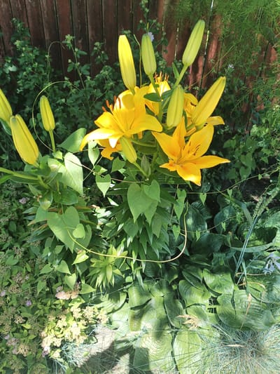 An outdoor medium-shot captures a cluster of bright yellow lily flowers in bloom, with several buds still closed, nestled within a lush green garden. The lilies are the dominant feature, their petals a vibrant yellow, with some tinged with orange towards the center. Stamens tipped with orange are visible in the opened flowers. The foliage is dense and varied, with broad, heart-shaped leaves and more slender, pointed leaves intertwined. A wooden fence, with vertical planks of a reddish-brown hue, forms the backdrop. The lighting suggests it is daytime, with shadows cast across the scene, indicating the sun is likely high in the sky. A thin, light-colored tendril curves through the greenery, adding a delicate element. The overall impression is one of a vibrant, natural garden setting.