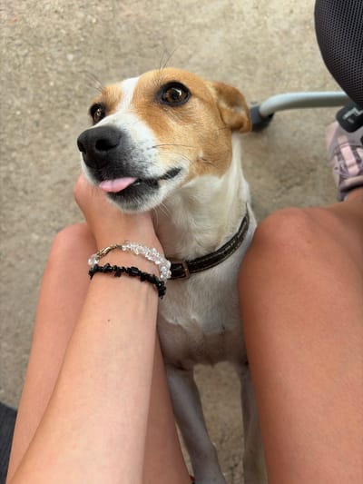 A close-up, high-angle shot shows a small dog with brown and white fur sticking its pink tongue out at the camera. The dog is wearing a dark collar. The dog is being held by a person whose arms and legs are visible in the foreground and middle ground. The person is wearing two bracelets on their left wrist, one with clear beads and the other with black beads. The background is a concrete surface, likely a sidewalk or patio, suggesting an outdoor urban setting in Gabar, Bulgaria. Part of a dark-colored chair and a person's pink athletic shoe are visible in the upper right corner of the frame.