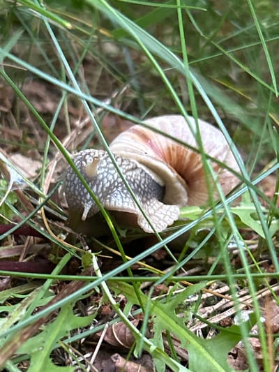 A snail is seen from a close-up, eye-level perspective, nestled amongst blades of grass. The snail's shell, a spiral of light brown and beige, is partially visible and takes up the right side of the frame. The snail's head and foot are emerging from the shell, with the foot being a pale grey color and textured with small, dark speckles. Two tentacles extend from the snail's head, one of which is pointed upwards. The snail is positioned on the ground, which is covered with dry leaves and twigs, with green grass blades obstructing the view of the lower portion of the shell. The background is a blur of greens and browns, indicating a natural, outdoor environment. The scene is likely in a garden or wooded area within Piwnice, Poland, given the context of the provided location. There are no people visible in the image.