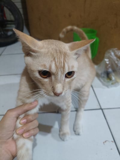 The scene, reportedly situated in the city of Cileungsi, Indonesia, depicts an indoor environment. A cream and orange tabby cat is the primary subject, standing on a white tiled floor with dark grey grout lines. The cat has prominent vertical tabby stripes on its head, large pointed ears, and striking amber-colored eyes with visible vertical pupils. Its nose is pink, and numerous white whiskers extend from its muzzle. The cat's left front paw is gently held by a human left hand, which has a light to medium skin tone and short, unpolished fingernails.
In the background on the left, a portion of a dark bicycle wheel with spokes is visible against a light-colored wall. The background on the right is blurred, featuring a brown wall or furniture surface, a distinct bright green plastic object (possibly a bucket or container), and a crumpled transparent plastic bag. The cat's tail, matching its tabby pattern, is partially visible curling in the background. The lighting appears to be ambient indoor illumination, and the image exhibits some digital noise.