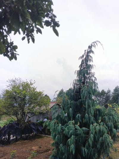 The image captures an outdoor scene in Kabiufa, Papua New Guinea, under an overcast sky. A tall, dense conifer tree with bluish-green, weeping foliage dominates the right side of the frame, its uppermost branches arching downwards. In the midground, to the left of the conifer, stands a deciduous tree with green leaves. Partially visible behind this tree is a single-story structure with a corrugated metal roof and walls. Dark-leaved plants, characterized by large, broad leaves, are arranged on the ground in the midground, positioned to the left of the conifer and in front of the structure. The foreground consists of exposed brown soil. The upper left corner of the image is partially obscured by out-of-focus dark green foliage. Additional trees are visible in the background along the horizon. No individuals are present in the scene.