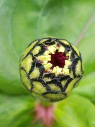 A close-up, vertical, eye-level shot shows a flower bud. The bud is tightly closed, with its outer petals a pale green color. Black markings, resembling stripes or a net pattern, are visible on the exterior of the bud. The very center of the bud is beginning to open, revealing a deep red color. The background is a soft, out-of-focus green, suggesting foliage. The image appears to be taken outdoors, likely in a garden or natural setting. There are no people or animals visible in the image. The location of Kyzyl Suu, Kyrgyzstan, is not discernible from the image itself.