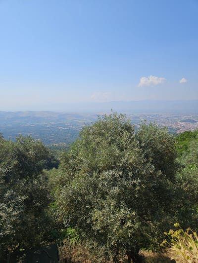 The image displays a wide, elevated view overlooking the plain where the city of Tire, Turkey, is situated, under a clear, bright daytime sky. The immediate foreground is filled with dense foliage primarily composed of olive trees, their small, elongated leaves exhibiting a silvery-green hue, with both sunlit and shaded areas indicating direct sunlight from above.
Beyond the foreground trees, the midground reveals an expansive valley floor. This area is a patchwork of cultivated land, with distinct green and lighter brown sections suggesting agricultural fields. Further to the right in the midground, a significant urban area, a section of Tire city, is visible with numerous buildings clustered together. Adjacent to this urban cluster, an area characterized by larger, more regularly spaced structures indicates industrial or commercial development.
The background features distant mountain ranges appearing as faint, hazy blue silhouettes against the horizon. The sky is a light, uniform blue, with a few small, scattered white cumulus clouds, predominantly visible on the right side of the frame. A faint white aircraft contrail is also discernable in the upper left sky. No individuals, specific actions, or interactions are present in the scene.