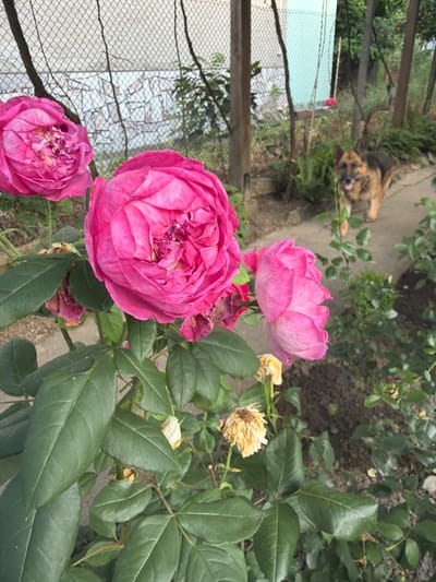 The image shows a garden scene with several pink roses in the foreground. A German Shepherd dog is lying down in the background, partially obscured by foliage. The setting appears to be a residential backyard, with a fence and some sort of light-colored structure visible behind the dog. The flowers are in various stages of bloom, with some fully open and others beginning to wilt. The lighting suggests it could be daytime, possibly late morning or afternoon, given the shadows. There is no visible text in the image. The overall impression is one of a peaceful, natural environment, with the presence of both flora and fauna. The context provided places this scene in Belovo, Bulgaria.