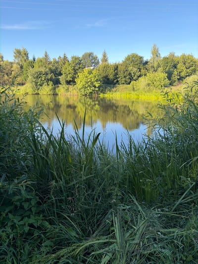 The image shows a serene landscape with a calm body of water in the foreground, reflecting the surrounding lush green trees and a clear blue sky. The water's edge is lined with tall reeds and grasses, adding a sense of natural wilderness. The trees form a dense, verdant backdrop, with some lighter green foliage suggesting deciduous trees and darker green suggesting conifers. The sky above is a bright blue with a few wispy clouds and power lines strung across it. The overall impression is one of a tranquil, natural setting, possibly a lake or riverbank, located in or near Pobedinka, Russia. There are no people or animals visible in the image, and no specific structures are discernible beyond what appears to be a hint of a building within the treeline on the right.