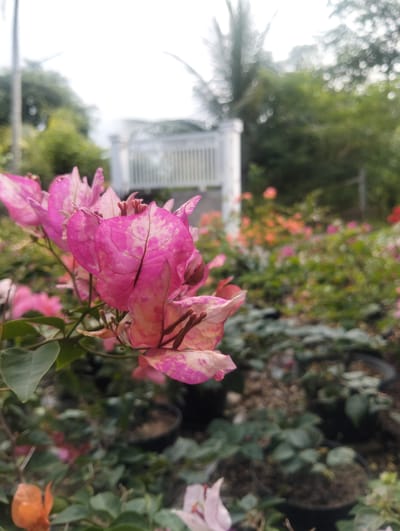 This is a close-up, shallow depth-of-field photograph of pink and white bougainvillea flowers in the foreground. The flowers are vibrant and detailed, with visible veins on the petals. Behind the flowers, the background is blurred, showing a lush green garden with other colorful flowers, including orange and pink blooms. A white picket fence and tropical foliage, possibly a palm tree, are also visible in the soft-focus background. The scene appears to be an outdoor garden nursery or a well-maintained garden. The location is identified as Cotseurani, Indonesia. There are no people present in the image. The overall impression is one of natural beauty and tropical serenity.