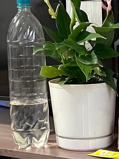 This media file features a close-up, vertically oriented shot of a houseplant in a white pot placed next to a clear plastic water bottle. The plant has vibrant green leaves and a hint of a pink flower visible on the left. The white pot has a textured design with horizontal ridges. The water bottle appears to be empty and is lying horizontally in front of the pot. The background is dark, with a wooden surface visible on the right and a glimpse of a yellow object on the far right edge. No people are visible, and the activity appears to be a static arrangement of objects. There is no discernible text in the image. The setting appears to be indoors, likely a domestic environment. The lighting suggests it might be daytime, but there are no specific cues for time of day or weather. The overall impression is a simple still life.