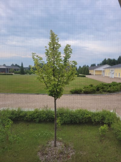 A young, slender tree with light green foliage stands in the foreground, positioned slightly off-center to the right. The tree is rooted in a patch of light brown mulch. Behind the tree, a gravel path stretches horizontally across the midground, bordered by a low white picket fence and a dense row of green bushes. Beyond the path is a large, neatly manicured lawn, which slopes gently upwards towards a cluster of buildings in the background. These buildings are yellow with white trim and dark roofs, featuring large windows and doorways. A line of dark green evergreen trees and shrubs forms a backdrop to the buildings and the lawn. The sky above is overcast with soft grey clouds, suggesting a possibly cool day. The overall scene depicts a well-maintained outdoor area, likely part of a residential or recreational complex in a rural or suburban setting. The specific location is identified as Myslyatino, Russia. There are no people or animals visible in the image.