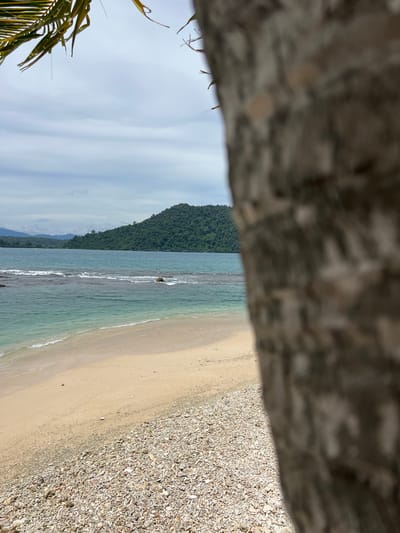A serene beach scene unfolds in Babahie, Indonesia, partially obscured by the textured bark of a palm tree in the foreground. The sandy shore is a gentle slope, transitioning from finer sand near the water to a rougher terrain composed of small shells and coral fragments further inland. The ocean displays a gradient of blues, from a pale turquoise near the shore to a deeper sapphire as it recedes, marked by gentle waves that crest and break over submerged coral formations. In the distance, a lush, green, tree-covered island rises from the water, its contours softened by the hazy atmosphere. The sky above is a canvas of soft grey clouds interspersed with patches of pale blue. The scene is devoid of any human presence, presenting a tranquil and undisturbed natural environment.
