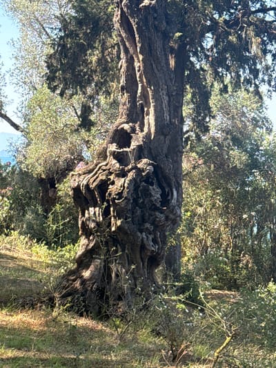 The image shows a large, ancient olive tree with a gnarled and hollowed trunk in the foreground. The tree is surrounded by lush green foliage, grass, and small flowering plants. The sunlight filters through the leaves, casting shadows on the ground. In the background, a body of water can be seen, possibly a lake or the sea, with a distant hillside. The location is identified as Municipal Unit of Meliteieis, Greece, which is known for its ancient olive groves and historical significance. There are no people or animals visible in the image.