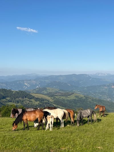A herd of horses grazes on a grassy hillside with a vast, layered mountain landscape stretching into the hazy distance under a clear blue sky with a single wispy cloud. The horses are diverse in color, including brown, white, grey, and a foal. The foreground is dominated by lush green grass, with some of the horses actively eating. In the background, rolling hills covered in dark green trees recede into a series of blue-tinted mountain ranges. The overall scene suggests a rural, natural environment, possibly in the region of Krajišta, Montenegro. There are no people visible in the image.