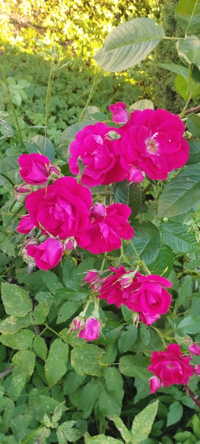 The image shows a close-up of several vibrant pink roses with green leaves in the background. The roses are in various stages of bloom, with some fully open and others still in bud. The leaves are a deep green and appear healthy, with some showing signs of minor spotting. The background is out of focus, but suggests a garden or natural setting with sunlight filtering through the foliage. The scene is likely located outdoors. There are no people or animals visible in the image. The image is a still photograph and does not depict any actions or interactions. Based on the information provided, this image was taken in Скідзельскі сельскі Савет, Belarus.