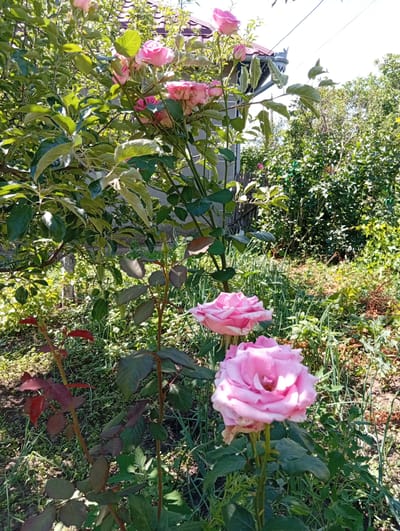 This image depicts a garden scene with prominent pink roses in bloom. In the foreground, two large pink roses are the focal point, with one in sharp focus and the other slightly blurred. Behind them, more roses and rosebuds are visible on a bush, interspersed with green foliage and dark red leaves. The background is filled with lush green trees and bushes, suggesting a natural or cultivated outdoor environment. The presence of a roofline and what appears to be a gutter system on a building indicates a residential or garden setting within a populated area. The scene is bathed in natural sunlight, casting shadows and highlighting the vibrant colors of the flora. The image is consistent with a garden located in Tomai, Moldova, given the typical flora and architectural elements found in such regions. There are no people or animals visible in the image, and no specific actions or interactions are depicted.