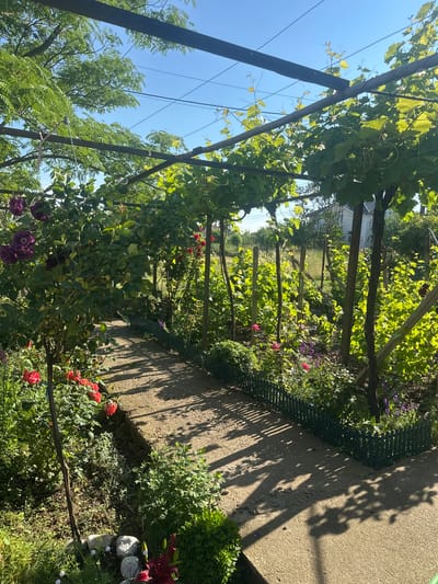 This image captures a vibrant, sunlit garden scene, likely a backyard or pathway, located in Rogozen, Bulgaria. The primary subject is a pergola or trellis densely covered with lush green grapevines, extending across the frame and supported by several dark wooden or metal posts.
A narrow concrete or gravel path traverses the scene from foreground to background, bordered on one side by a low green plastic or metal fence. Along both sides of the path, a variety of colorful flowering plants and green shrubs flourish. Prominently featured are bushes of deep purple, bright red, and vivid pink roses. Other plants include smaller purple flowers, green ground cover, and a cluster of dark red lilies near some decorative stones or garden lights in the foreground.
The bright sunshine creates distinct, elongated shadows of leaves and the pergola structure on the path, indicating a clear, sunny day, likely midday or early afternoon. In the distance, beyond the garden, more green trees and a partial view of a light-colored building are visible under a clear blue sky. The scene is tranquil and devoid of any human or animal activity. There is no visible text in the media file.