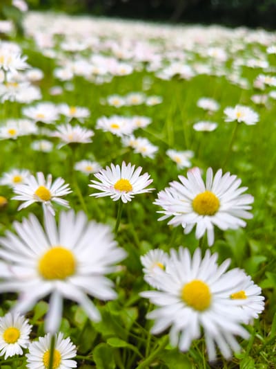 This image shows a close-up of a field of daisies in Vecumnieki, Latvia. The daisies are white with yellow centers, and they are blooming in the green grass. The background is blurred, but it appears to be a forest. There are no people in the image. The image is taken from a low angle, looking up at the daisies.
