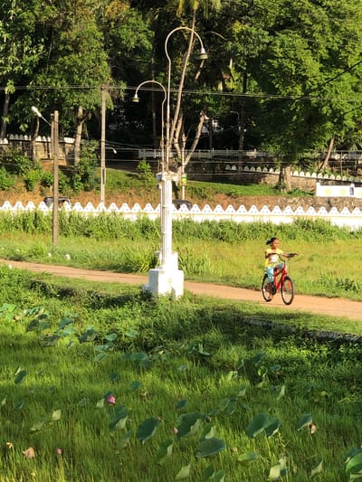 A young girl, wearing a yellow t-shirt and patterned pants, rides a red bicycle on a dirt path. She is located in a grassy area with lotus plants, a white decorative wall, and trees in the background. The scene appears to be a public park or a recreational area in Pilana, Sri Lanka. The lighting suggests it is either early morning or late afternoon.