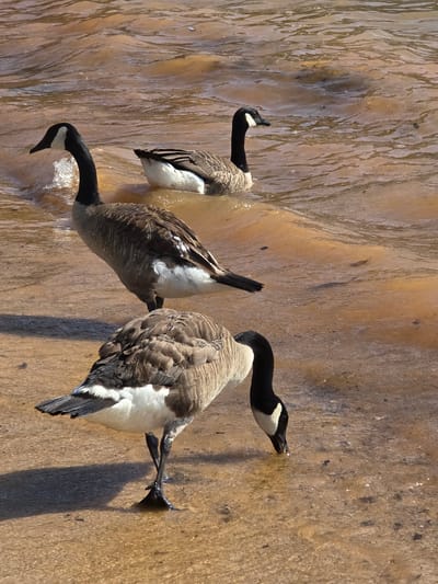 Three Canada geese are visible in the scene. Two are swimming in shallow, murky water with ripples on the surface. One goose is partially submerged, with its head and neck extended downwards, possibly drinking. The third goose is standing on a sandy or muddy shore, with its body angled and its head lowered. The background consists of more water, appearing slightly agitated. The lighting suggests it is daytime. The image does not provide enough information to determine a specific location within Flowery Branch, Georgia, United States of America.