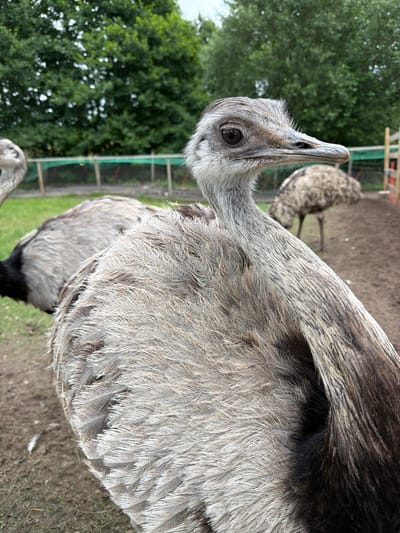 An emu is standing in a zoo enclosure in Juočiai, Lithuania. The emu is mostly gray and brown with fluffy feathers. It is looking to the right with its head tilted up. In the background, there is another emu walking away. The enclosure has a dirt floor and a green fence. There are trees in the background.